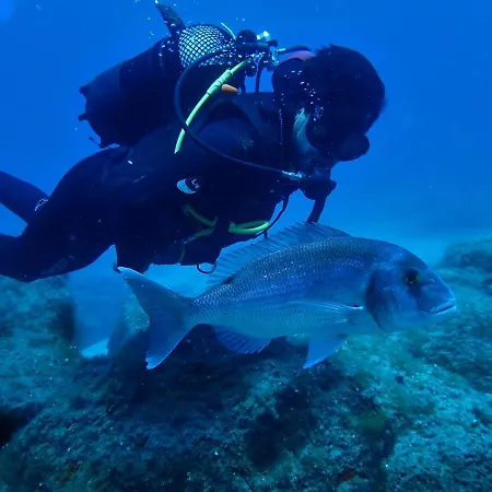 Dive Ocean Dreams * ארונה