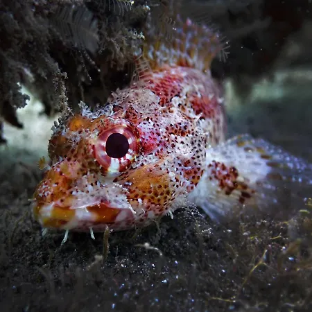 Dive Ocean Dreams Auberge de jeunesse