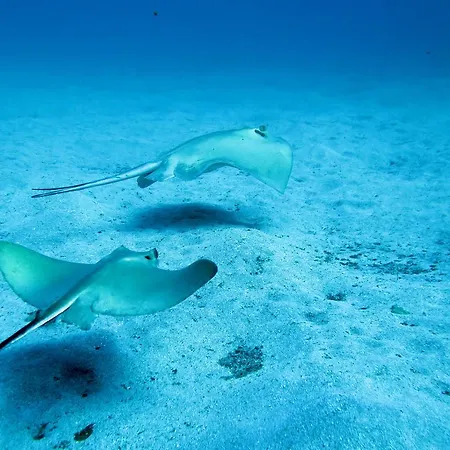 אכסניה Dive Ocean Dreams *