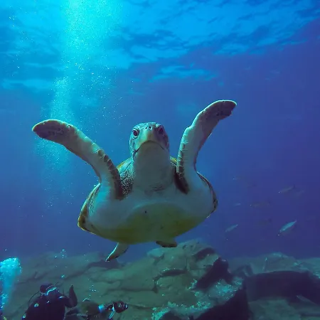 Hostel Dive Ocean Dreams Arona (Tenerife)