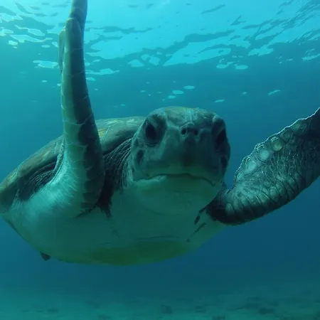 Dive Ocean Dreams Arona (Tenerife)